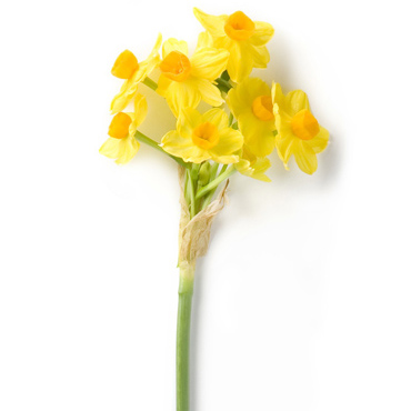 Narcis Narcis